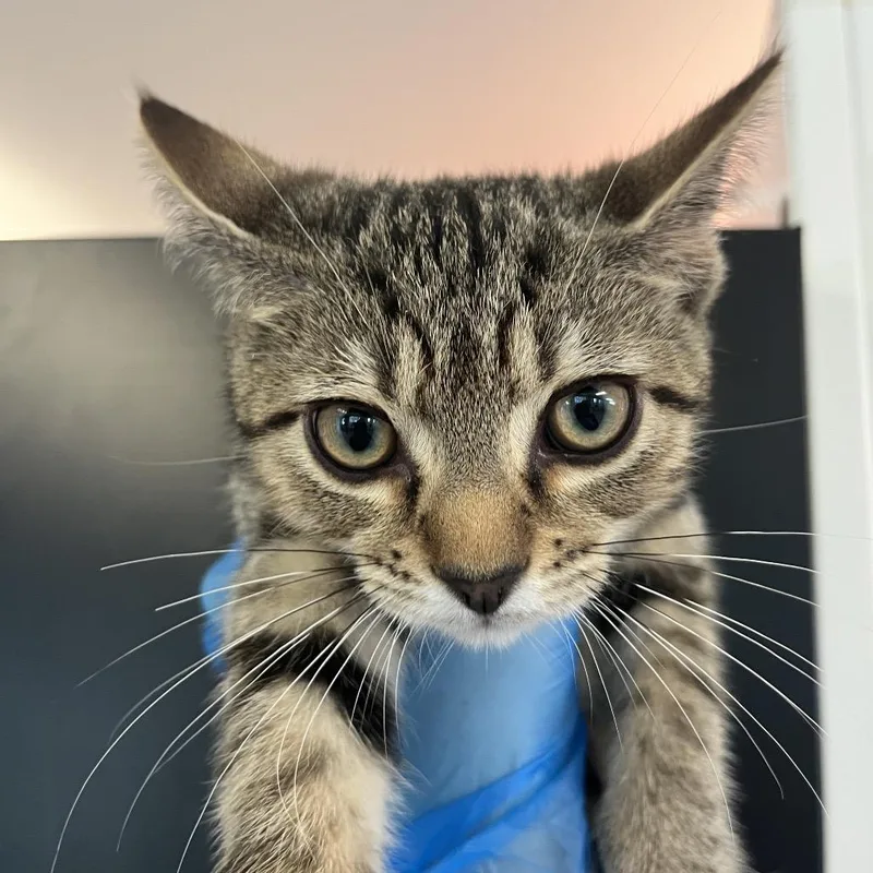 A baby small-sized male Brown / Chocolate Domestic Short Hair cat named Scar for adoption in Ruckersville, VA