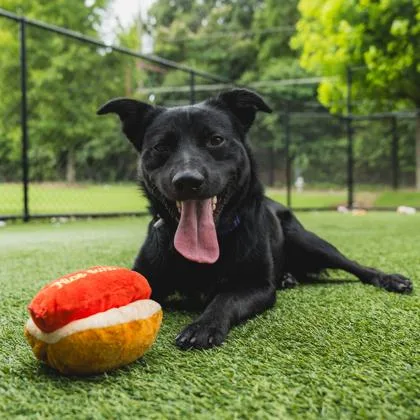 An adult large-sized male Black German Shepherd Dog dog named Mango for adoption in Atlanta, GA