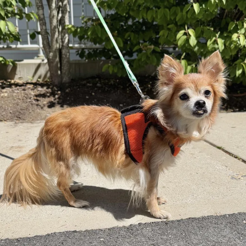 A senior small-sized female Red / Chestnut / Orange Papillon dog named Barbara Jane for adoption in East Hampton, NY