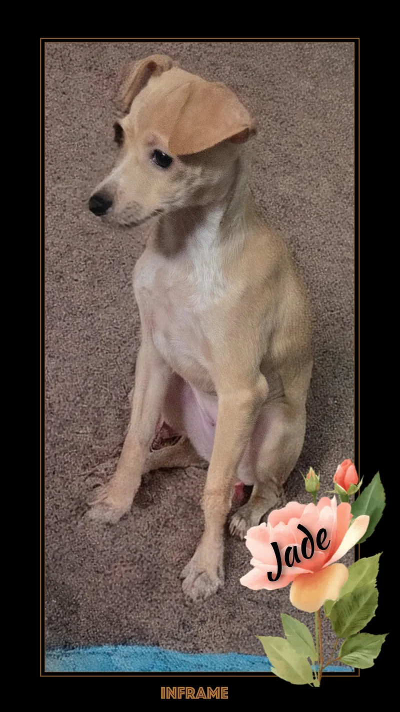 A baby small-sized female Chihuahua dog named Jade for adoption in Fredericksburg, VA