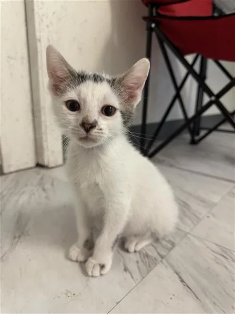 A baby small-sized male Domestic Short Hair cat named Merlin for adoption in Statesville, NC