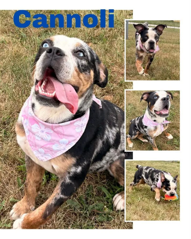 A young medium-sized female Boxer dog named Cannoli for adoption in Rensselaer, IN