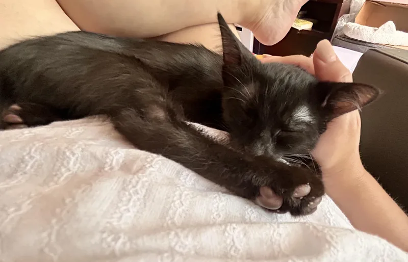 Pickup Penelope thumbnail 3
