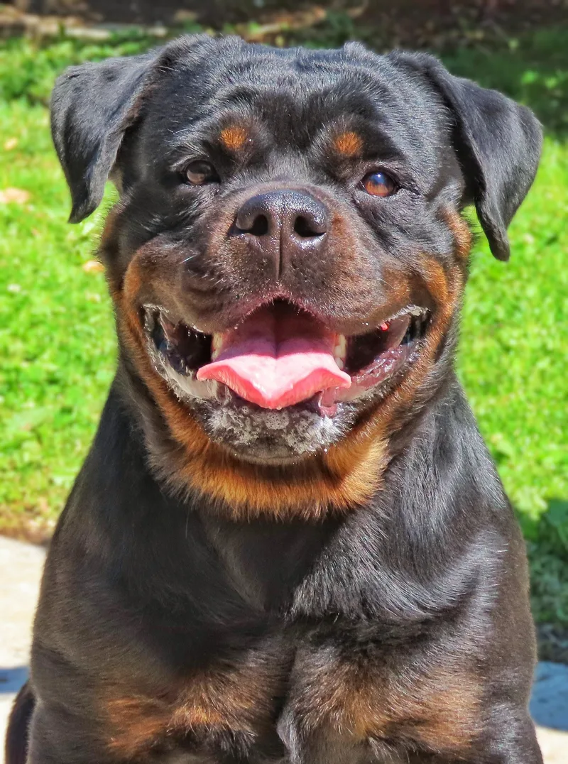 An adult large-sized female Black Rottweiler dog named Chocolate Butter for adoption in Amityville, NY