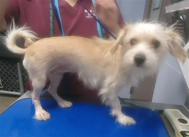 A young small-sized female Chihuahua dog named Salt for adoption in Phoenix, AZ