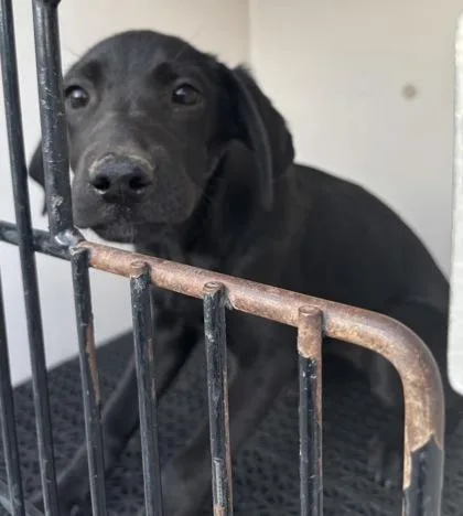 A baby medium-sized female Black Pit Bull Terrier dog named Nix for adoption in El Paso, TX