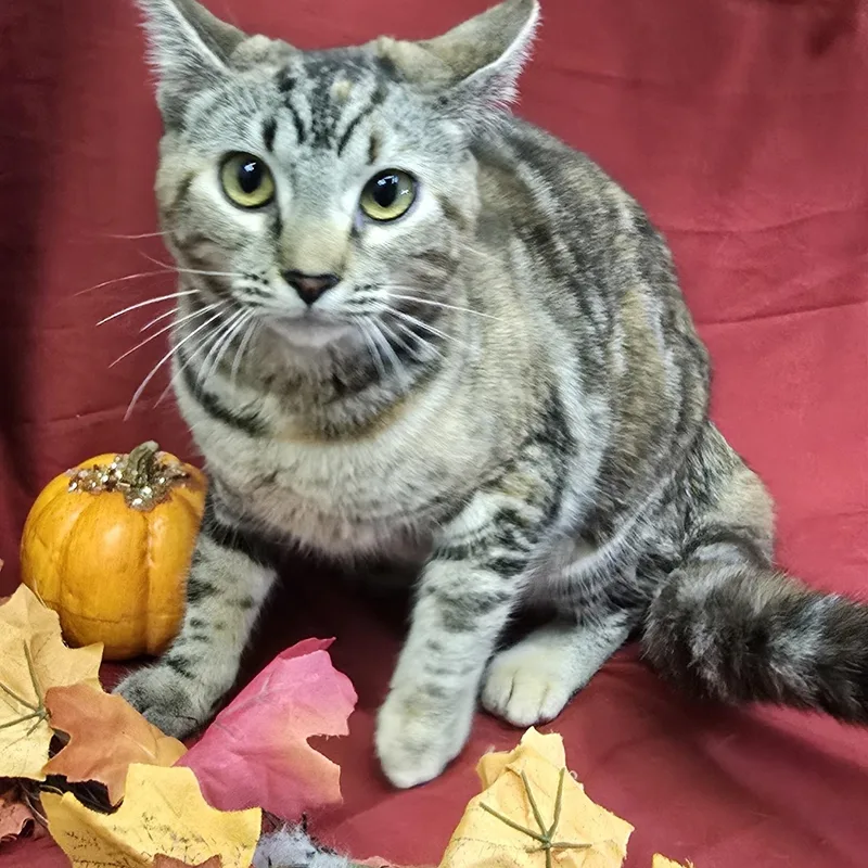 A young medium-sized female Tabby (Brown / Chocolate) Domestic Short Hair cat named Cayenne for adoption in Payson, AZ