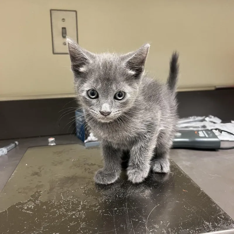 A baby small-sized male Gray / Blue / Silver Domestic Short Hair cat named StrayMilgenRoad for adoption in Columbus, GA