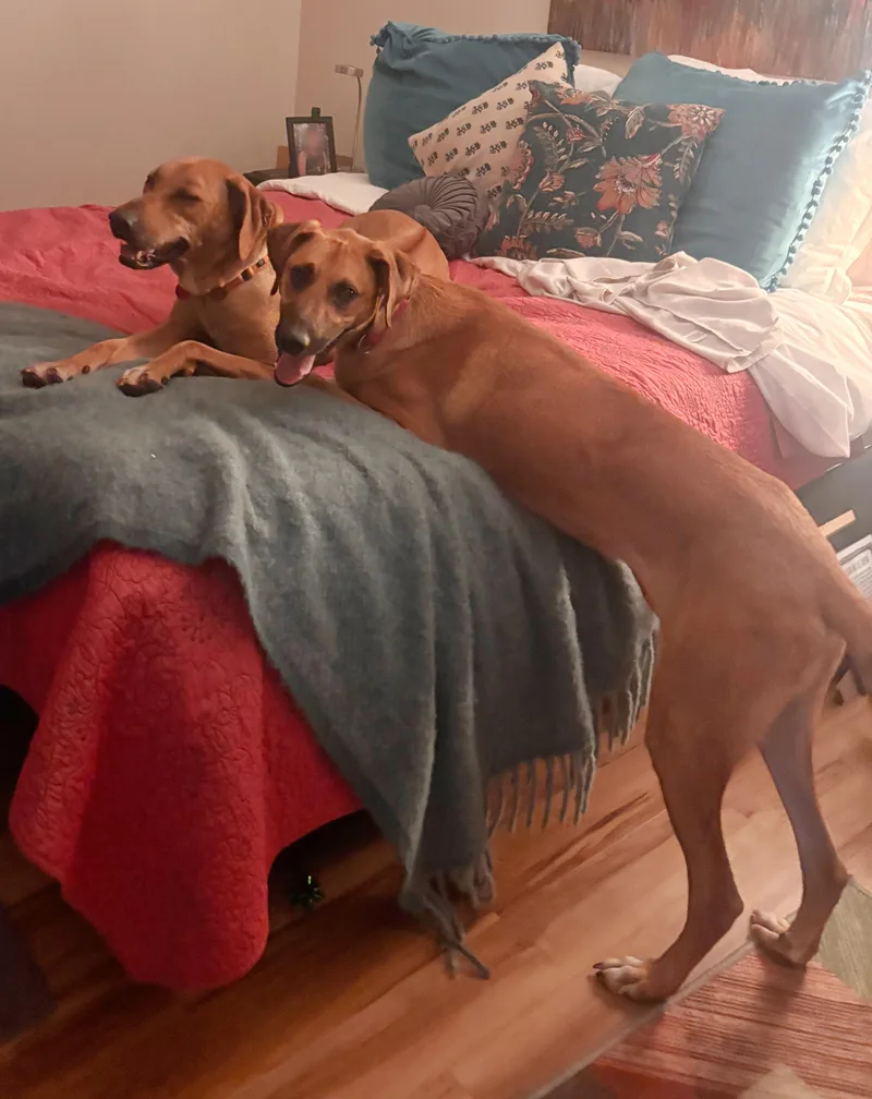 A young large-sized male Brown / Chocolate Mixed Breed dog named Wilson for adoption in Oroville , CA