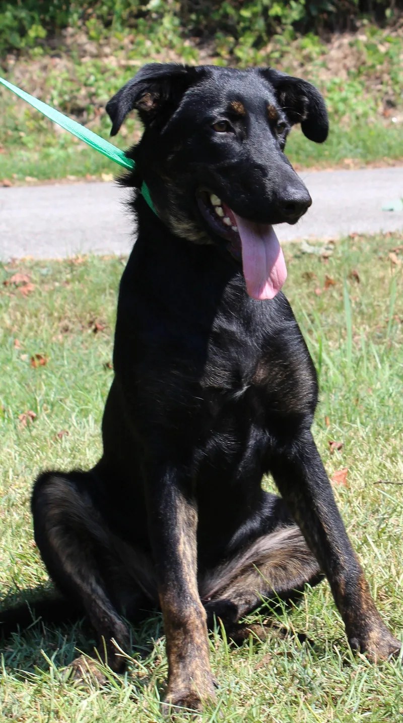 A young large-sized female Shepherd dog named Alli for adoption in Prattville, AL