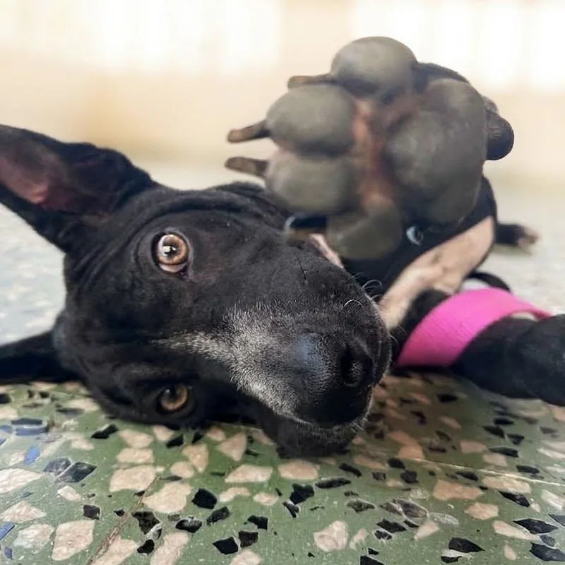 A baby medium-sized male Shar-Pei dog named Maui for adoption in Rincon, PR