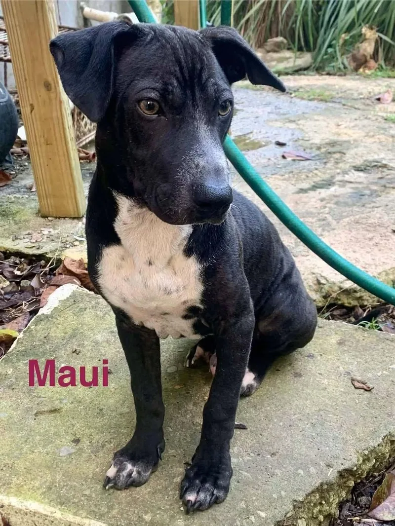 Maui thumbnail 5