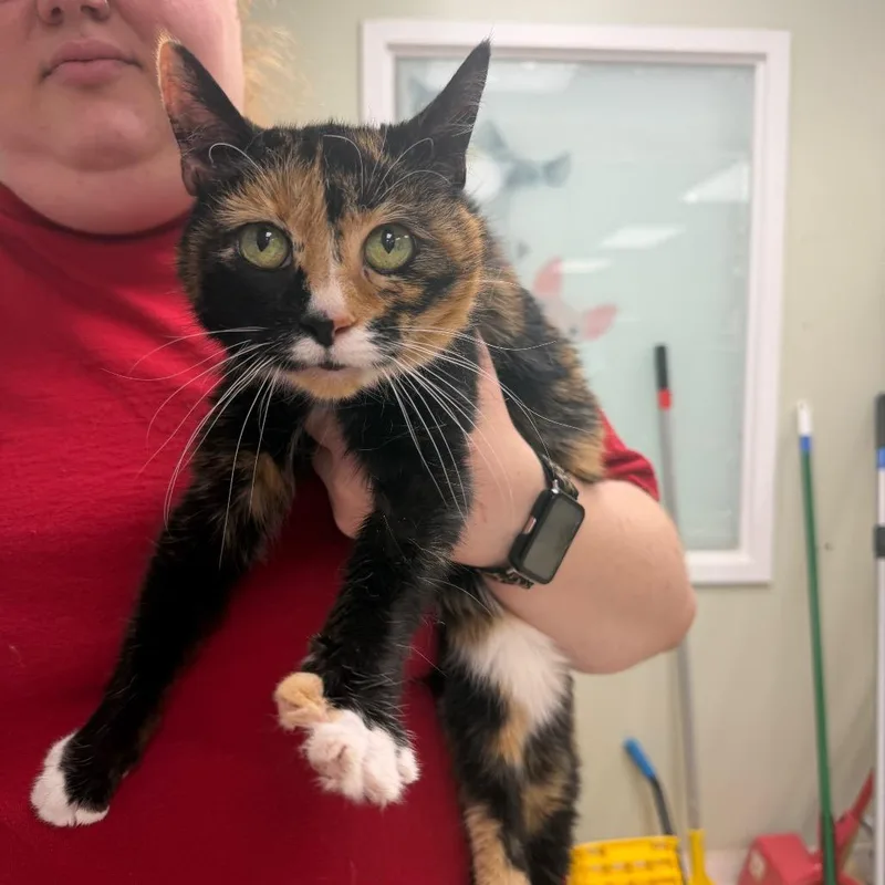 A senior medium-sized female Calico Domestic Short Hair cat named Carrot for adoption in East Smithfield , PA