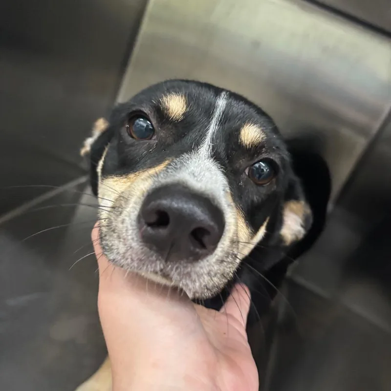 An adult medium-sized male Mixed Breed dog named Grande for adoption in Corbin, KY