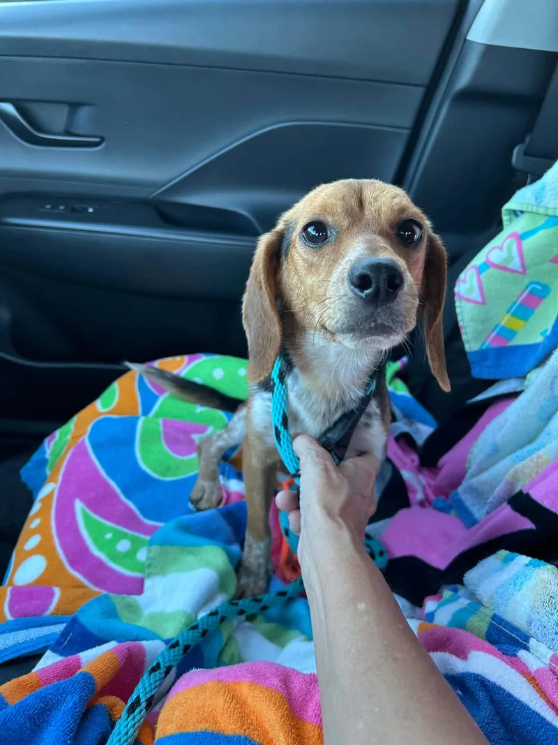 A baby small-sized male Tricolor (Brown, Black, & White) Beagle dog named Snoop for adoption in Cary, NC