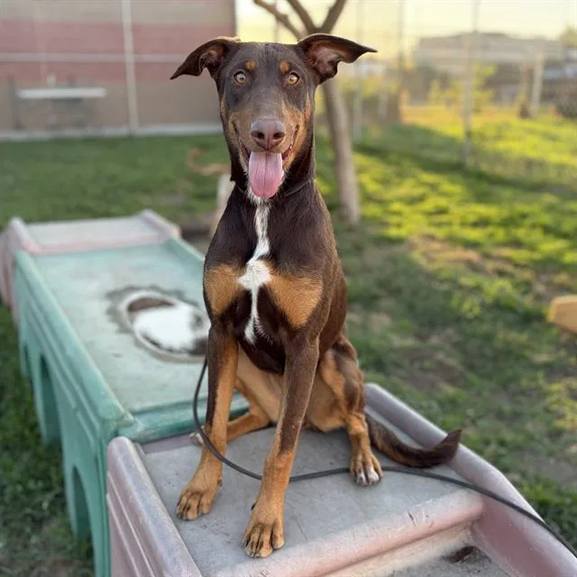 A young large-sized female Doberman Pinscher dog named Dove for adoption in Modesto, CA