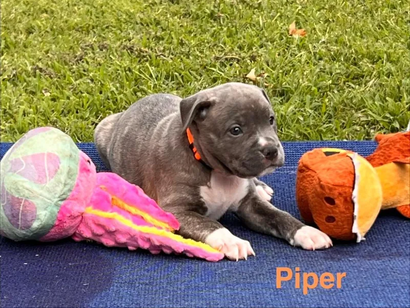 A baby large-sized female Labrador Retriever dog named Piper for adoption in Claremore, OK
