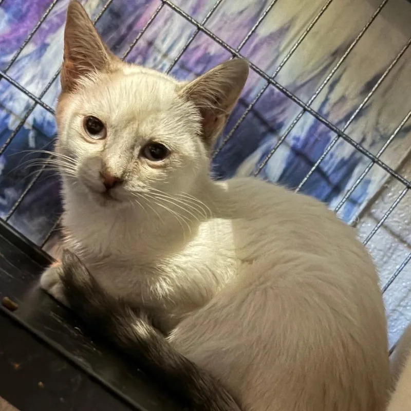 A baby small-sized female Domestic Short Hair cat named Lioness for adoption in Pleasanton, CA