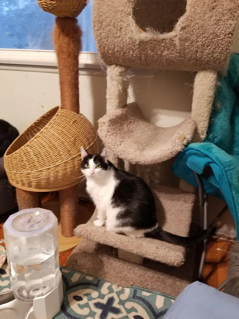 An adult medium-sized female Black & White / Tuxedo Domestic Short Hair cat named Super Sweet Stephanie for adoption in Buena Park, CA