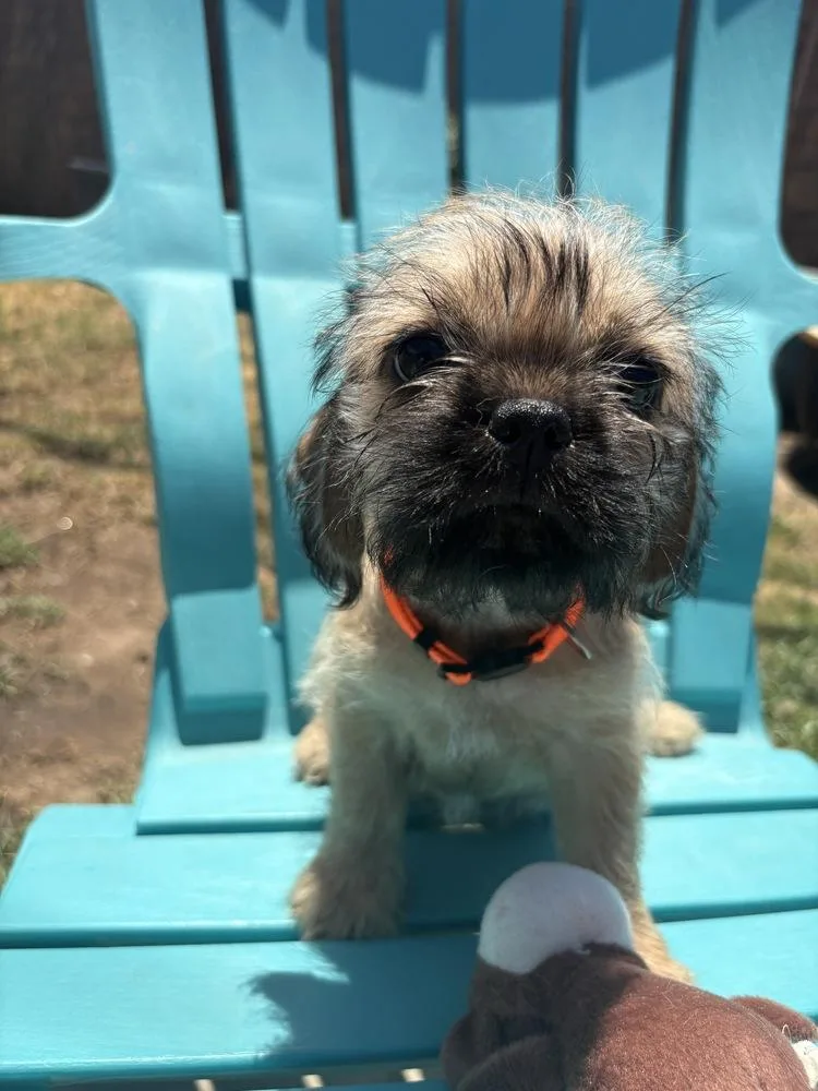 A baby small-sized female Pug dog named Venus for adoption in San Diego, CA