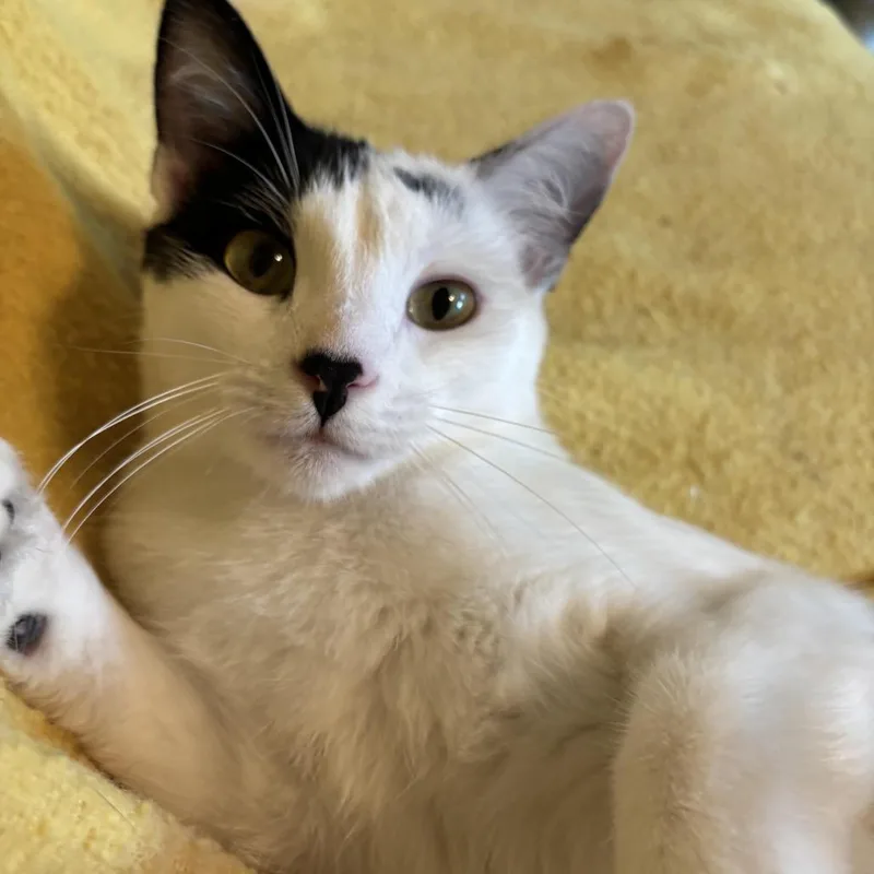 An adult small-sized male White Domestic Short Hair cat named Caspian for adoption in Los Angeles, CA