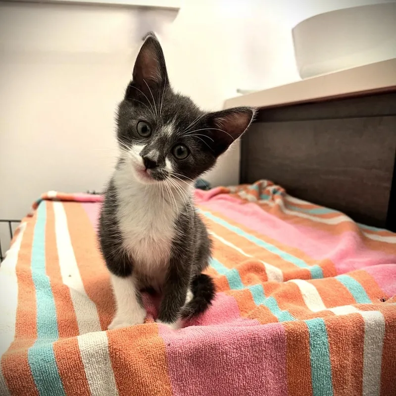 A baby small-sized male Gray / Blue / Silver Domestic Short Hair cat named Hank for adoption in Spokane, WA