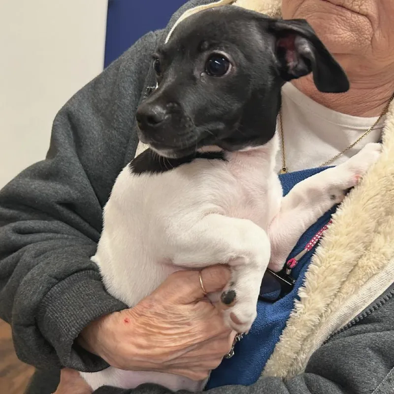A young small-sized male White / Cream Chihuahua dog named Toby for adoption in Farmersville, OH