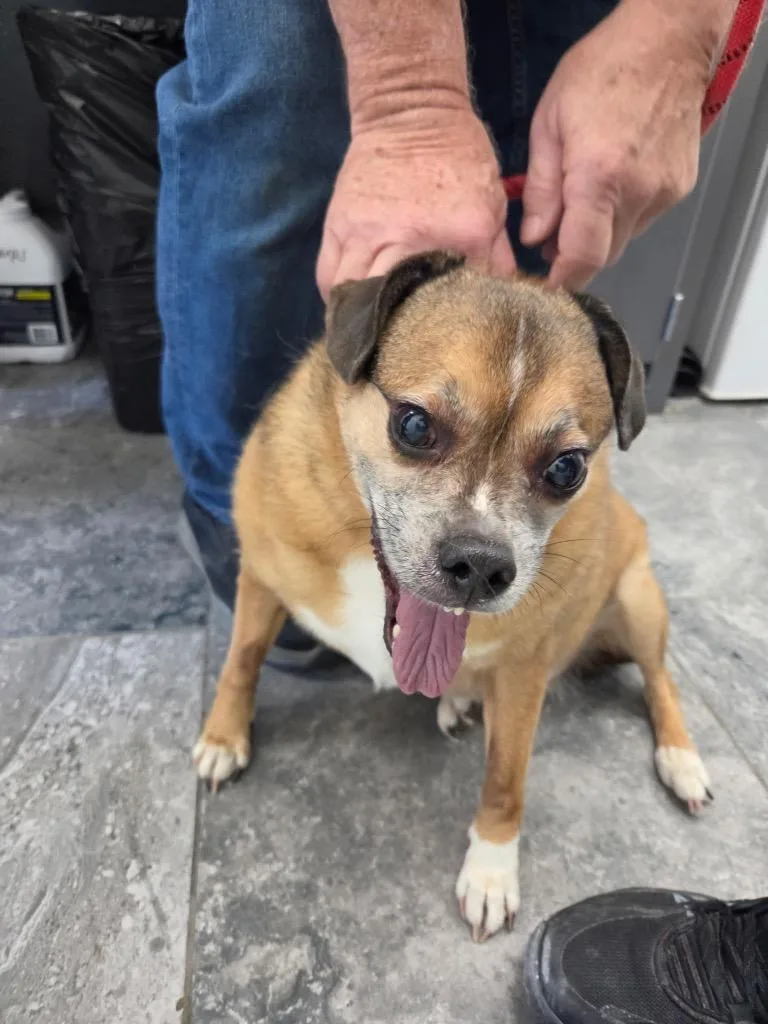 An adult medium-sized male Mixed Breed dog named Boots for adoption in Oxford, NC