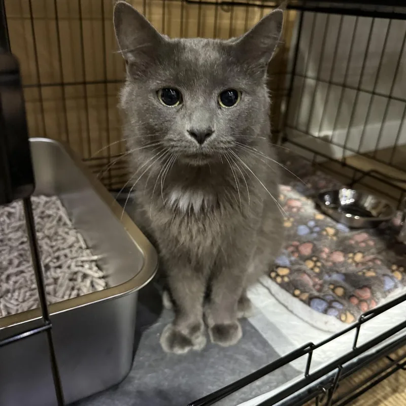 An adult medium-sized female Gray / Blue / Silver Domestic Short Hair cat named Manatee for adoption in Bridgeville, PA