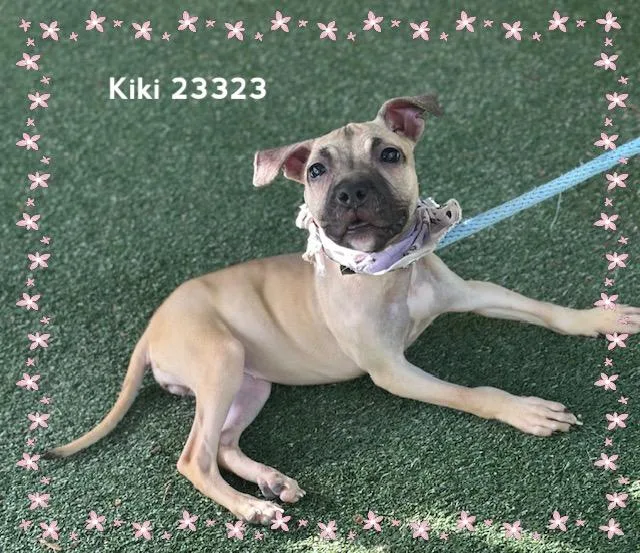 A baby medium-sized female Yellow / Tan / Blond / Fawn Hound dog named Kiki for adoption in Marietta, GA