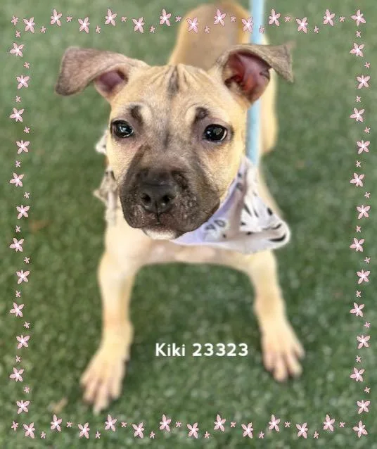 Kiki thumbnail 2