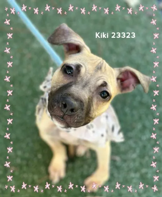Kiki thumbnail 3