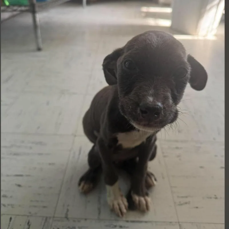 A baby small-sized female Pit Bull Terrier dog named Diamond for adoption in Eufaula, AL