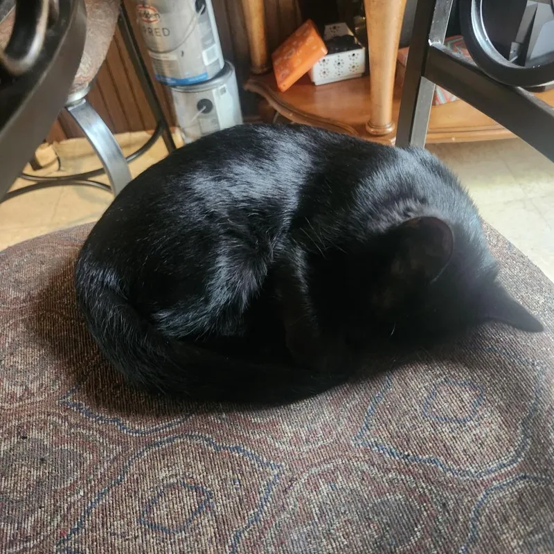 A baby medium-sized male Black Domestic Short Hair cat named Augustus for adoption in Edwardsville, IL
