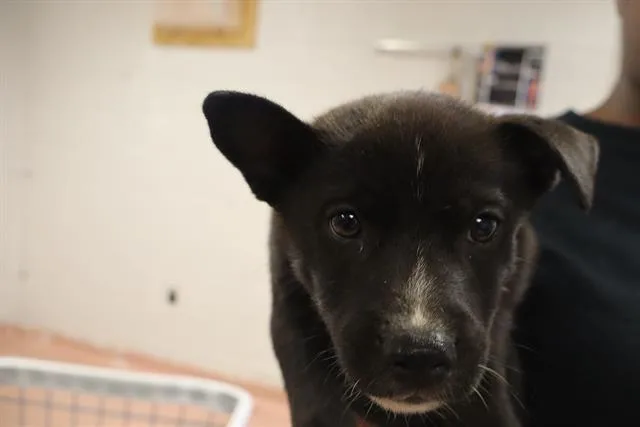 A baby small-sized male Mixed Breed dog named Muller for adoption in Columbia, SC