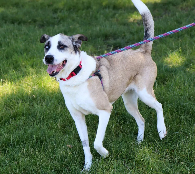 An adult large-sized female Australian Shepherd dog named Calliope for adoption in Kansas City, MO