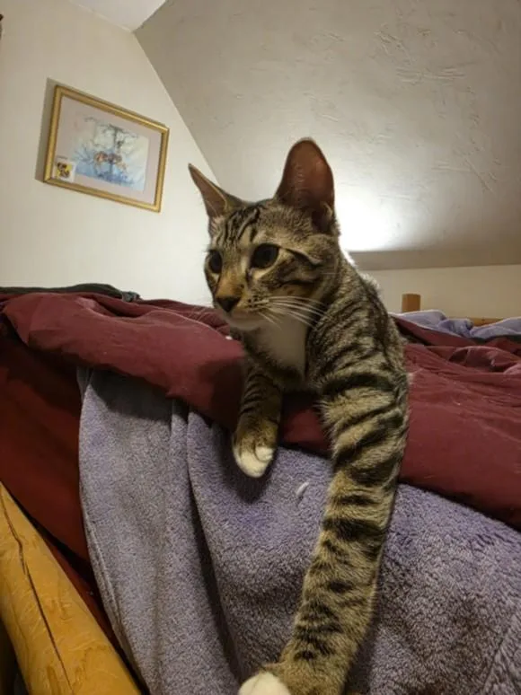 A baby small-sized male Domestic Short Hair cat named Rhythm for adoption in Hagerstown, MD