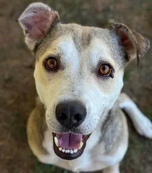 An adult medium-sized male Gray / Blue / Silver Pit Bull Terrier dog named Ghost for adoption in Godfrey, IL