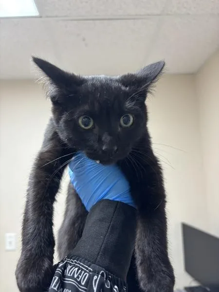 A baby small-sized female Domestic Short Hair cat named Koala for adoption in Sherwood, OR