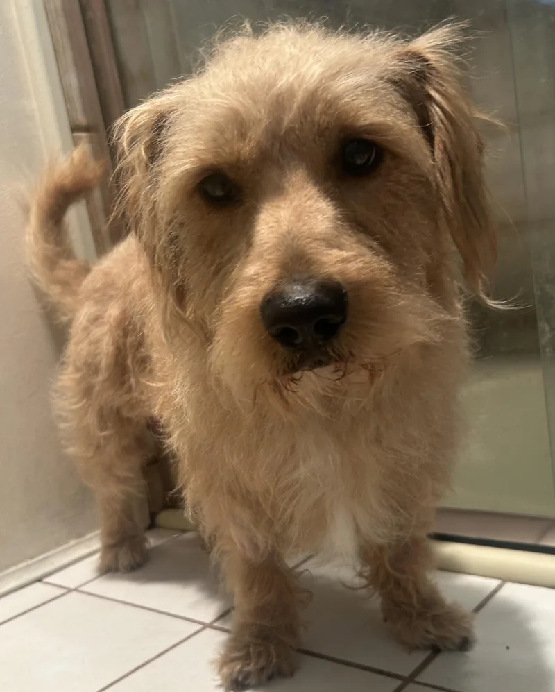 A young small-sized male Apricot / Beige Shih Tzu dog named Scooby for adoption in El Cajon, CA