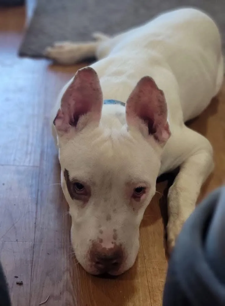 Sterling thumbnail 2