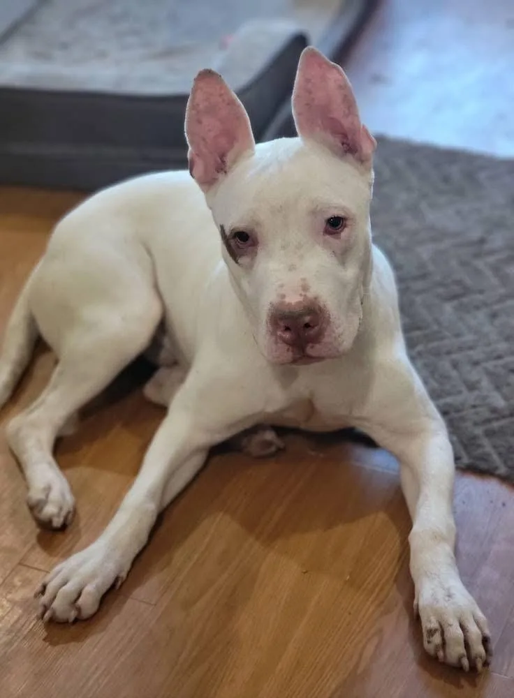 Sterling thumbnail 3