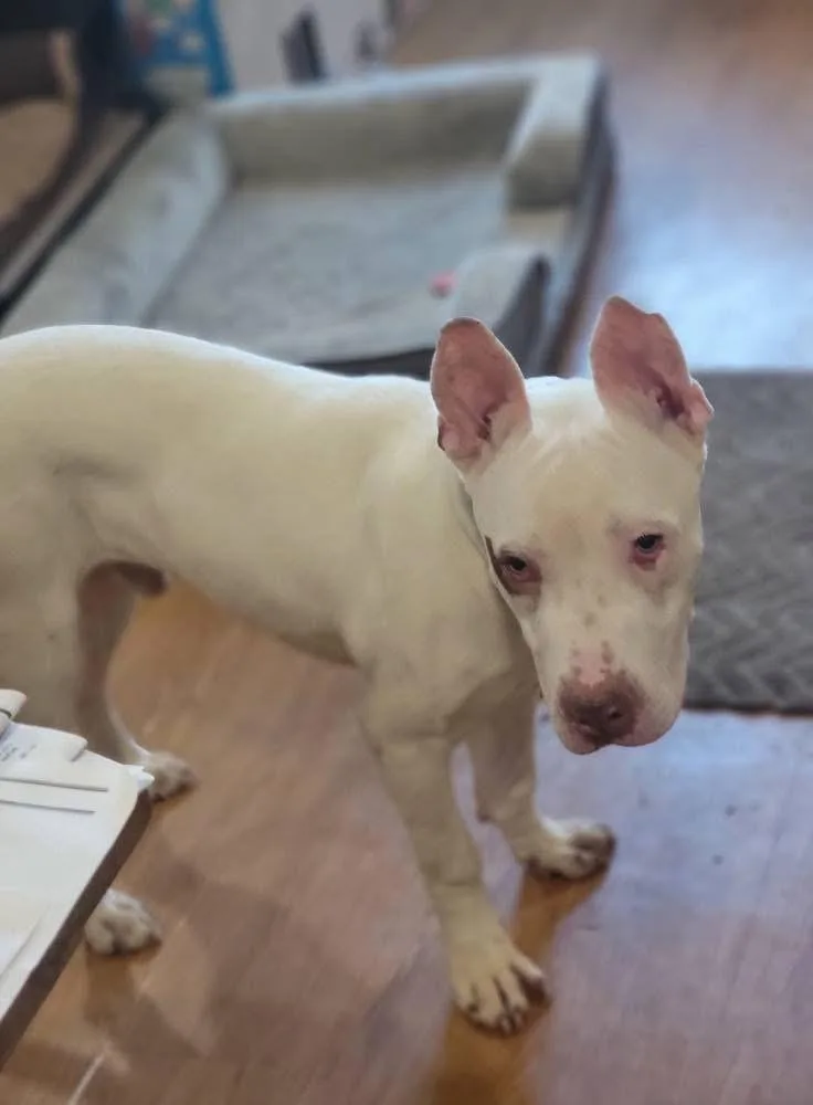 Sterling thumbnail 4