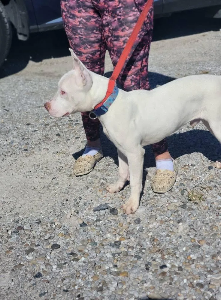 Sterling thumbnail 5