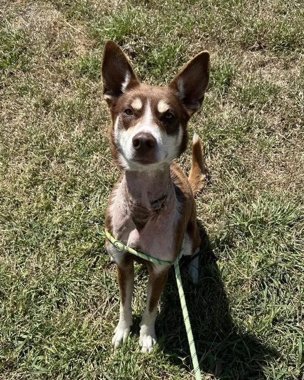 An adult medium-sized female Siberian Husky dog named Maya for adoption in Richmond, VA