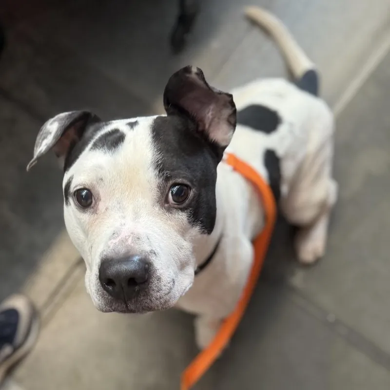 An adult large-sized male White / Cream Mixed Breed dog named Oreo for adoption in Pittsburgh, PA