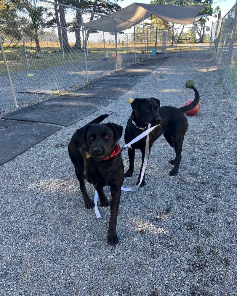 A young medium-sized female Labrador Retriever dog named Jasmine for adoption in Battle Ground, WA