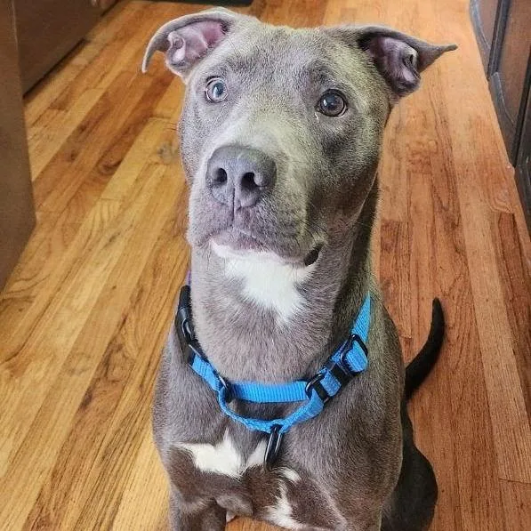 Jolly Rancher thumbnail 2