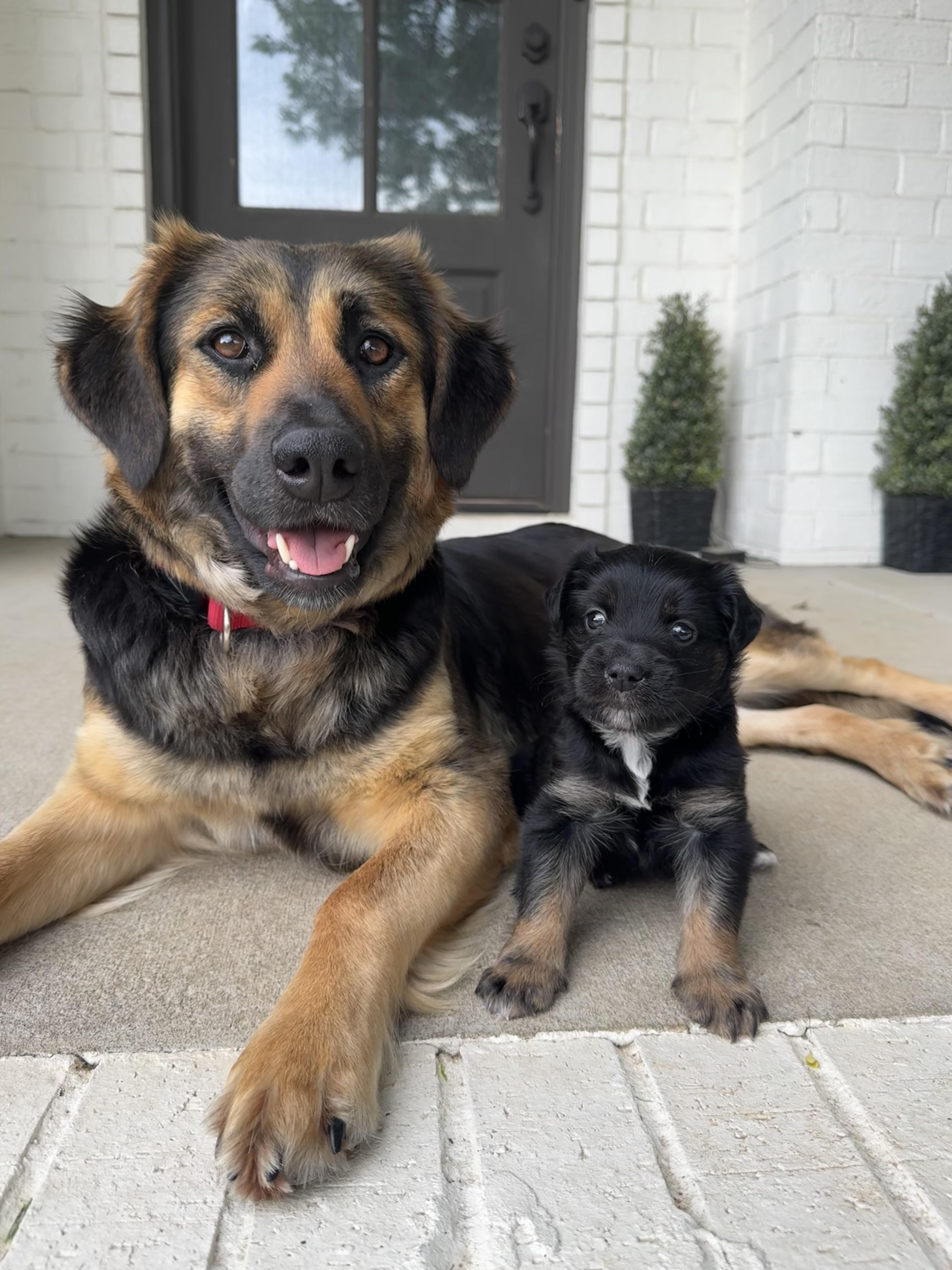 An adult medium-sized female Black Retriever dog named Bonnie for adoption in Spring hill, TN