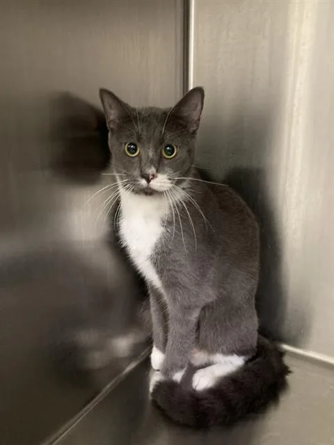 A young small-sized female Domestic Short Hair cat named Cherokee for adoption in Dallas, TX